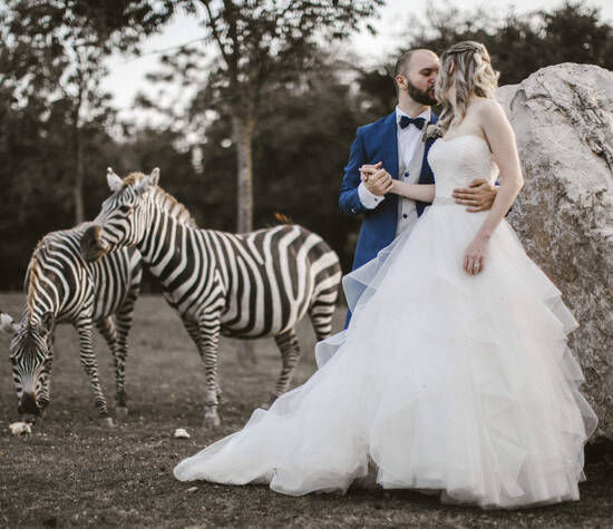 Shooting  fotografico sposi con zebre nel Parco