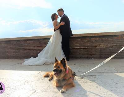 K9 Wedding - Dog Sitter